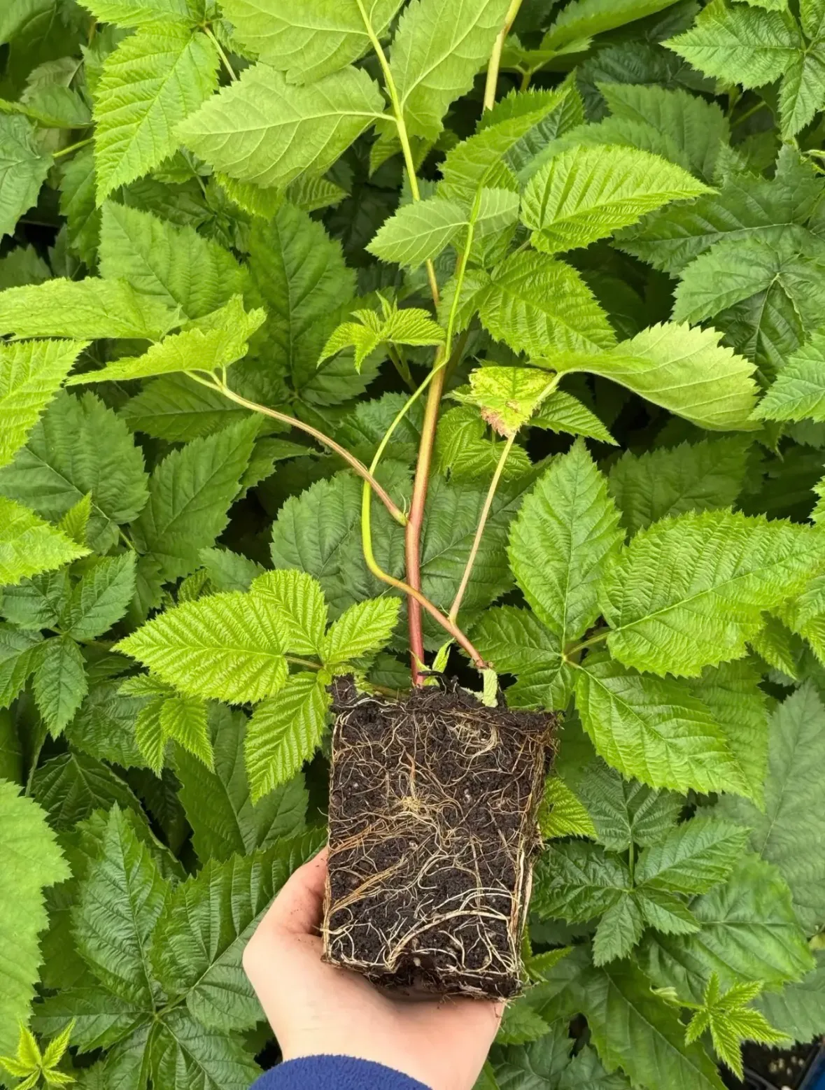 Ежевика Cacanska Bestrna (Чачанска Бестрна)