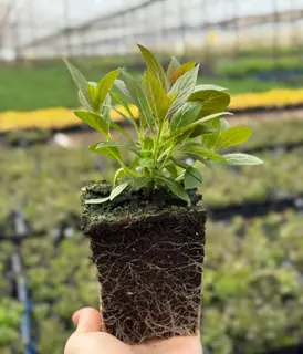 Вейгела Tango (Танго) - изображение 1