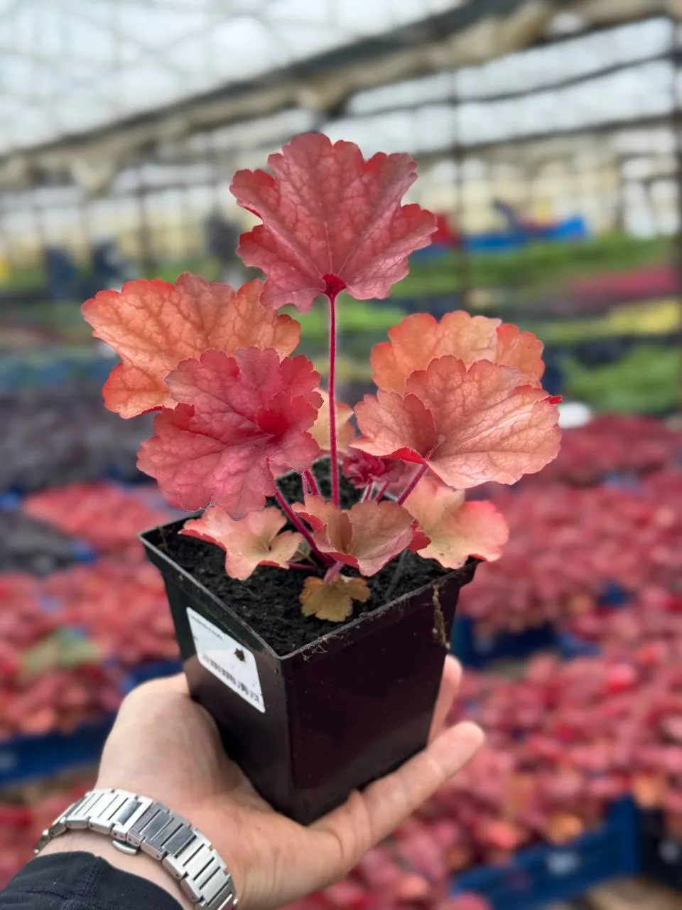 Гейхера Rio (Рио)