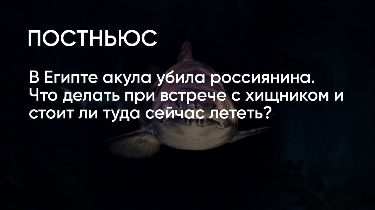 Что делать при встрече с акулой и стоит ли сейчас лететь в Египет