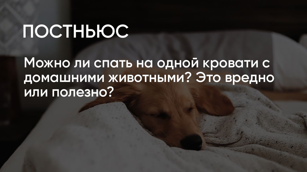 Можно ли спать на одной кровати с домашними животными? Это вредно или  полезно?