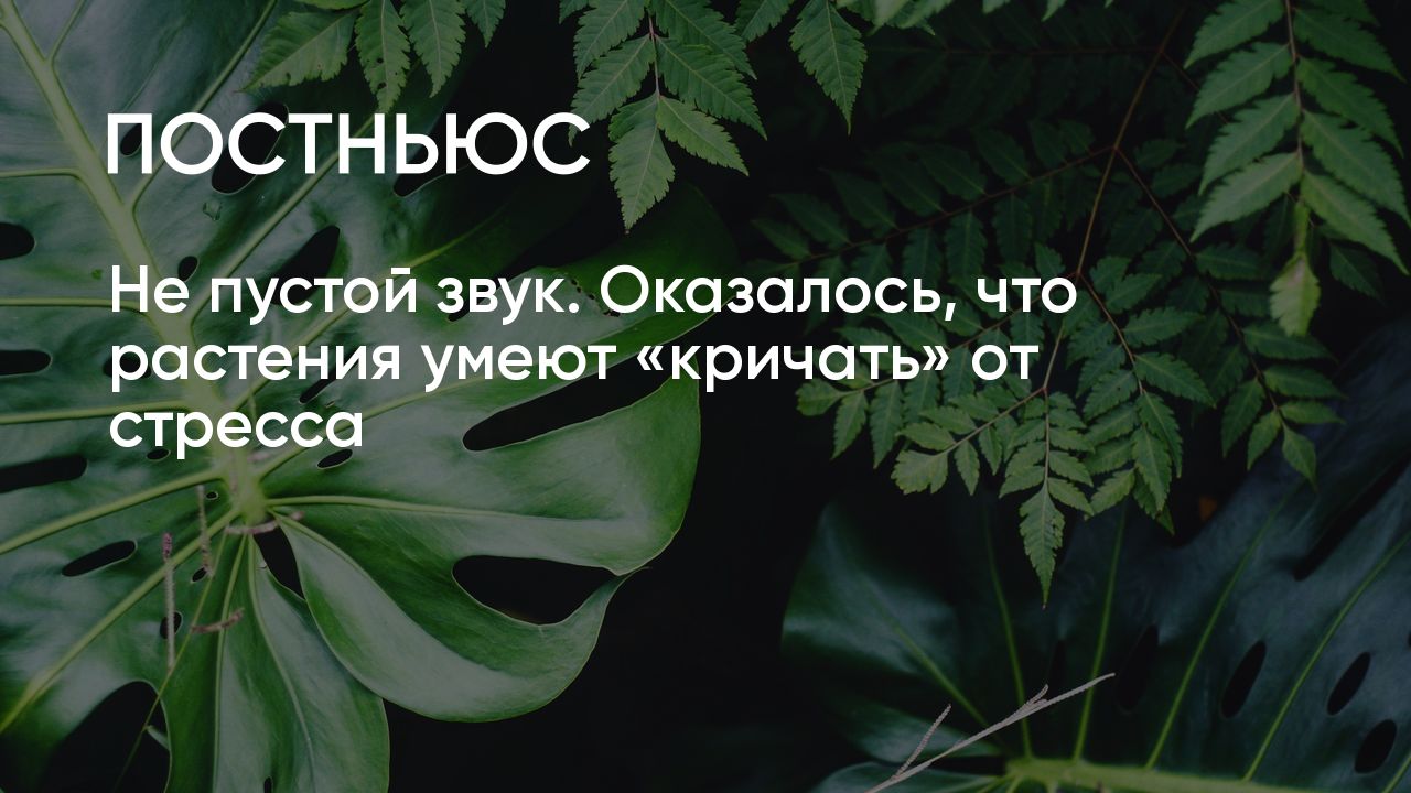 Не пустой звук. Оказалось, что растения умеют «кричать» от стресса