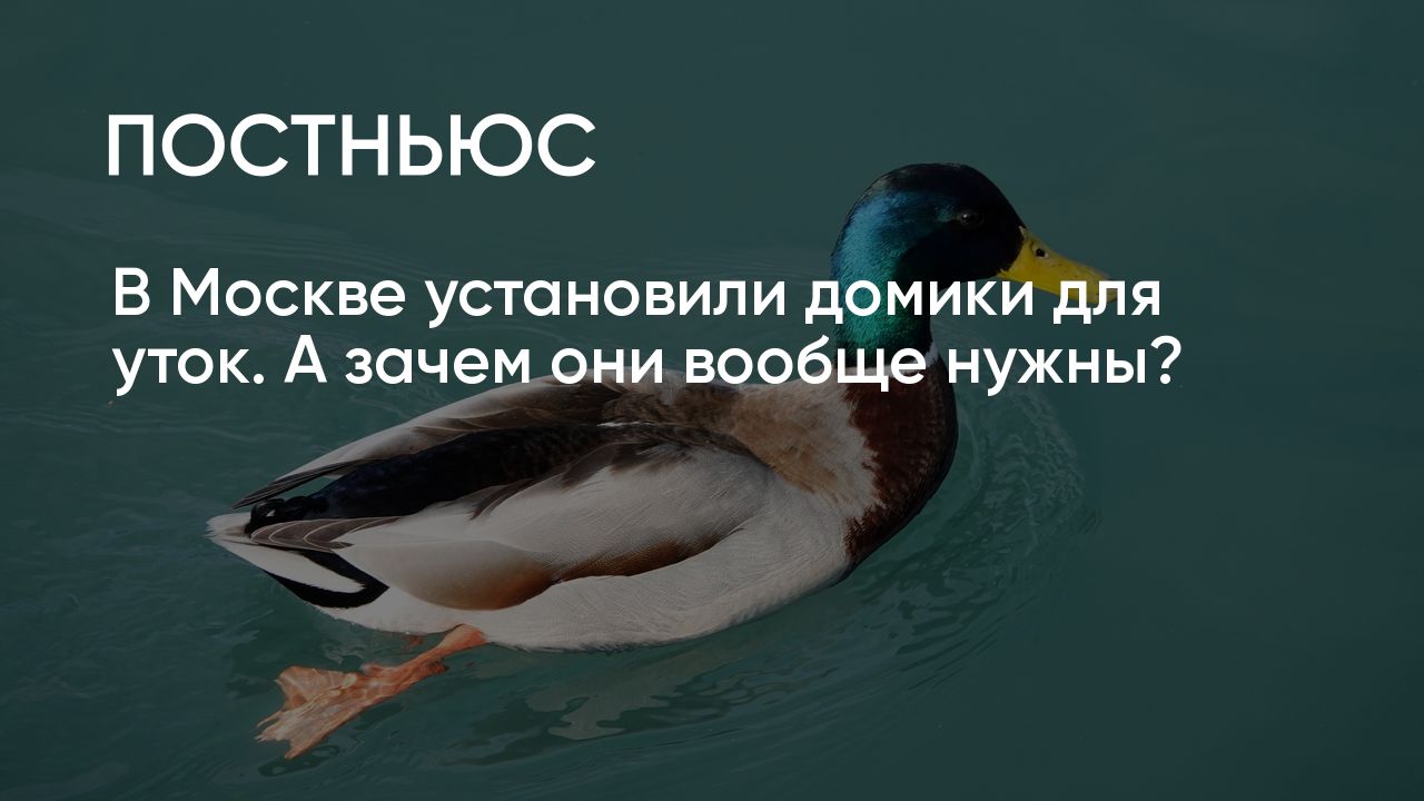 В Москве установили домики для уток. А зачем они вообще нужны?