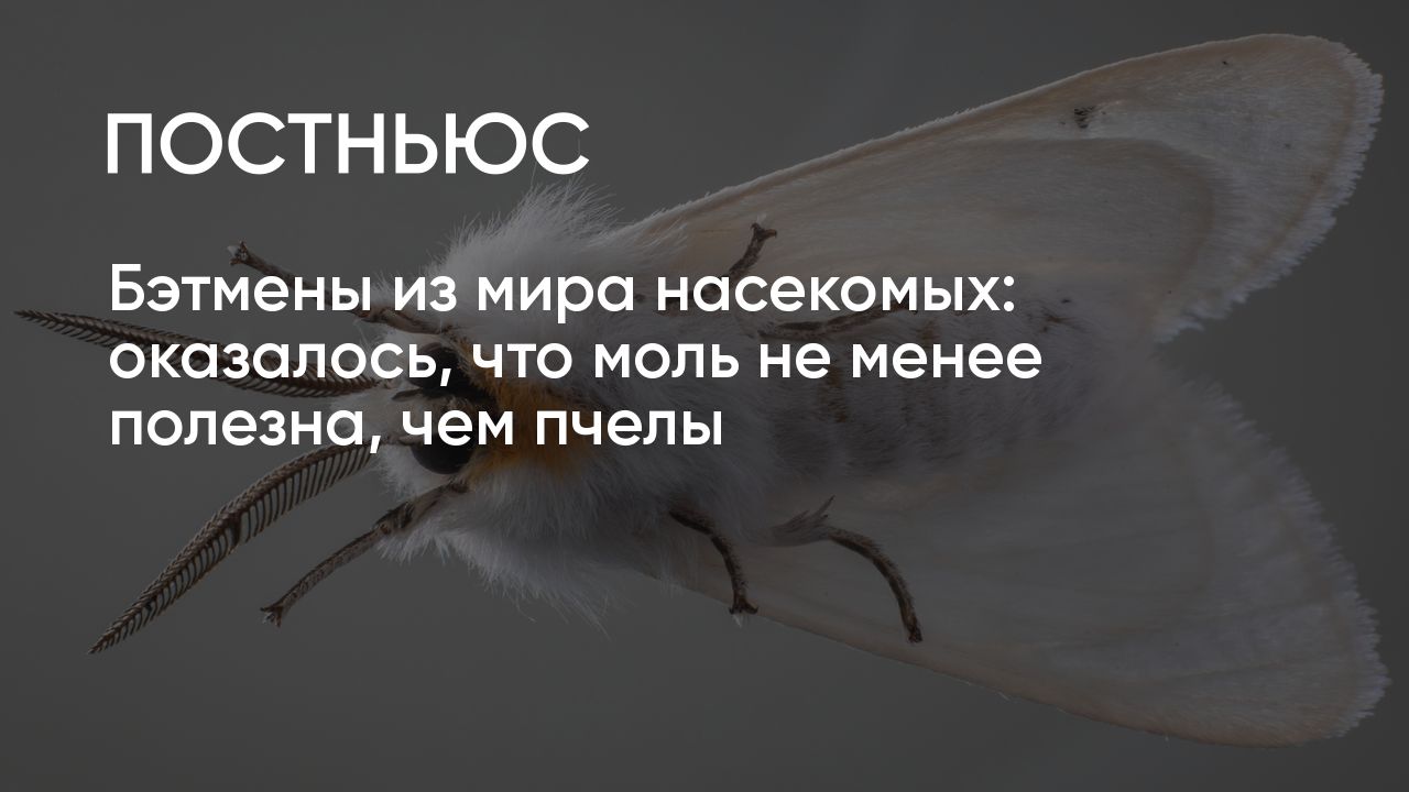 Оказалось, мотыльки опыляют растения по ночам и так же полезны, как и пчелы