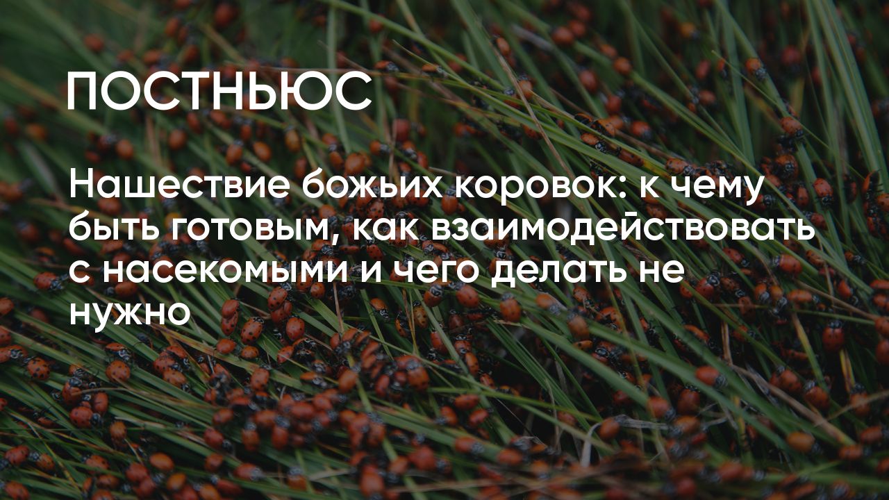 Нашествие божьих коровок: к чему быть готовым, как взаимодействовать с  насекомыми и чего делать не нужно