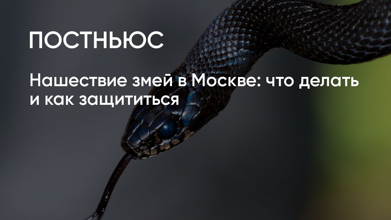Нашествие змей. Змеи в Москве. Московская змея. Нашествие змей примета.