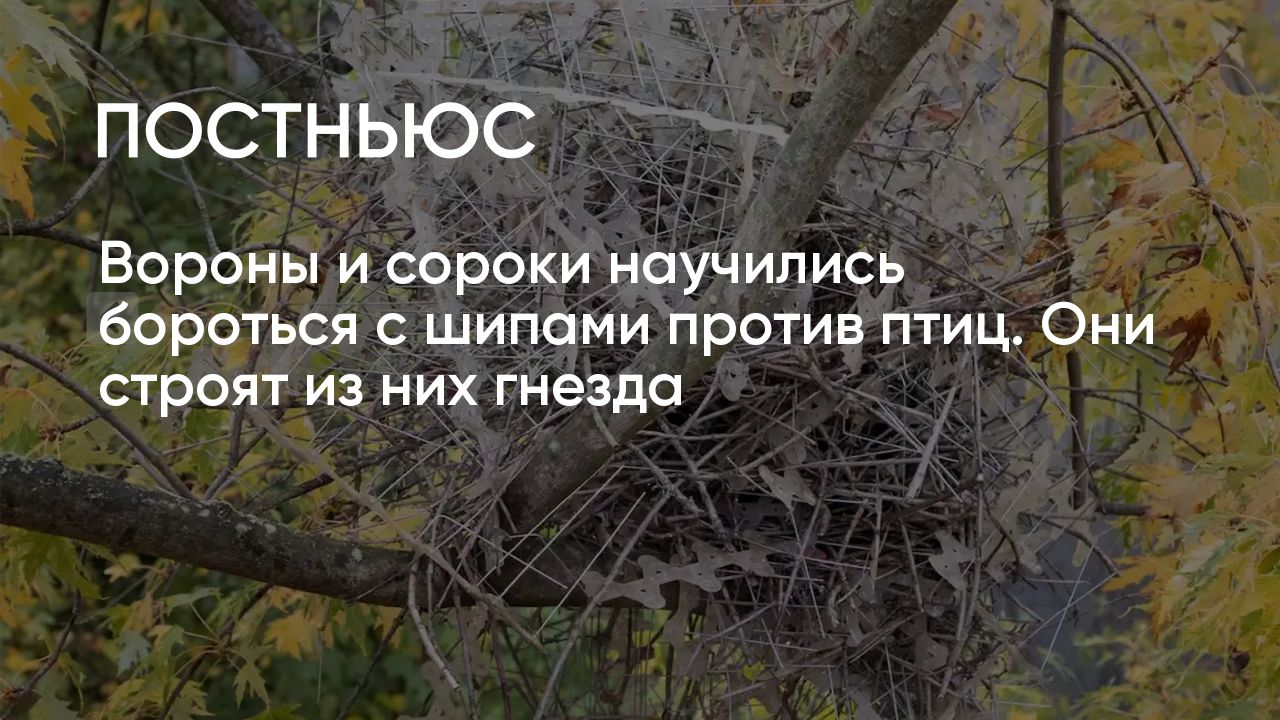 Вороны и сороки научились бороться с шипами против птиц. Они строят из них  гнезда