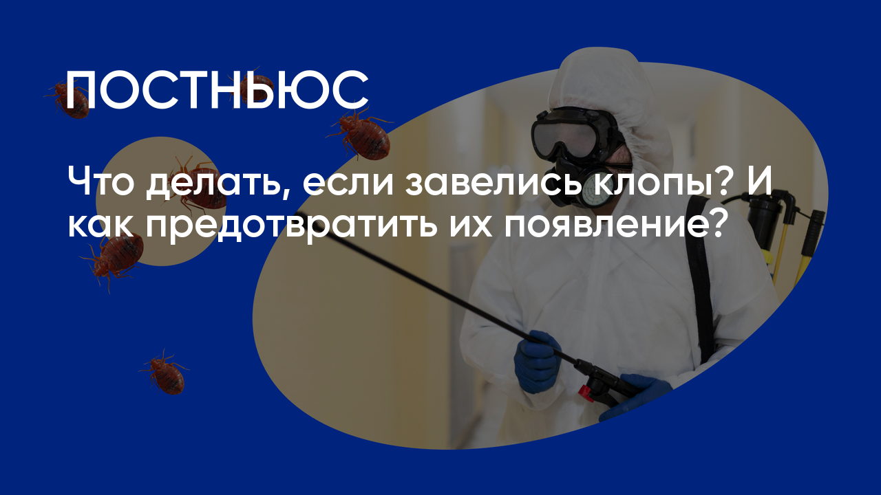 Что делать, если завелись клопы? И как предотвратить их появление?