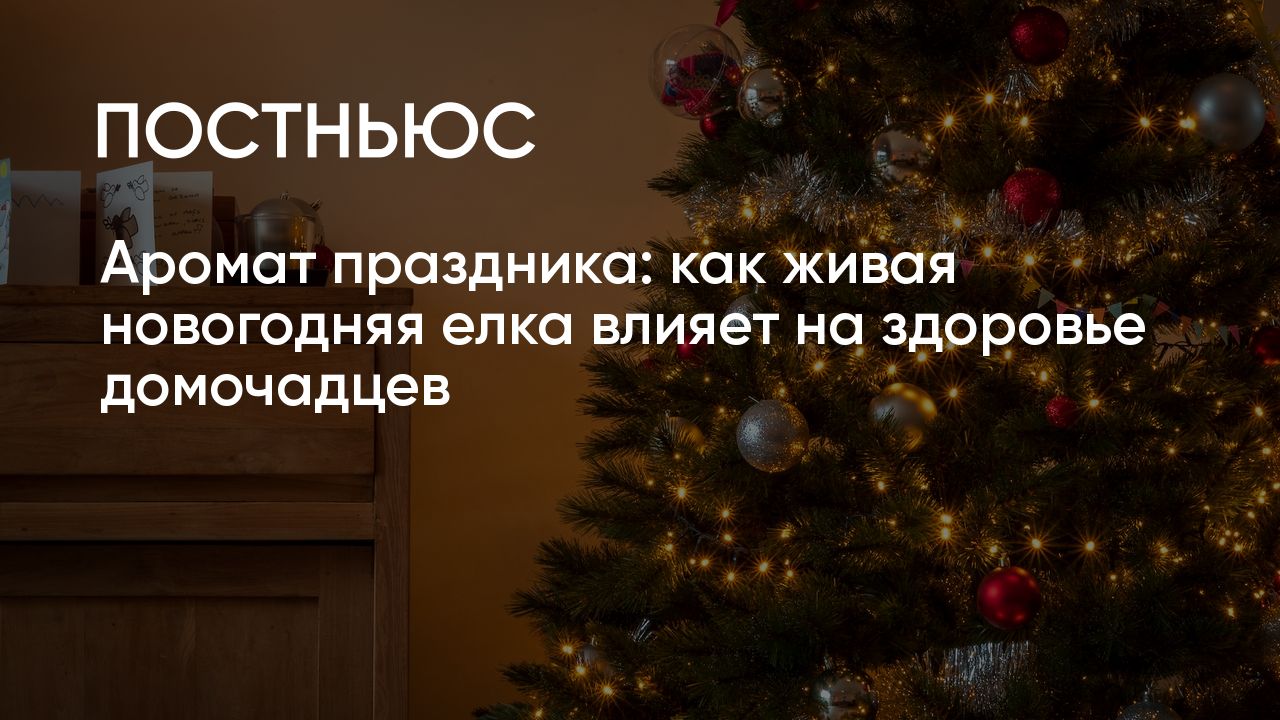 Можно ли ставить живую елку дома: как долго ель стоит и полезно ли это