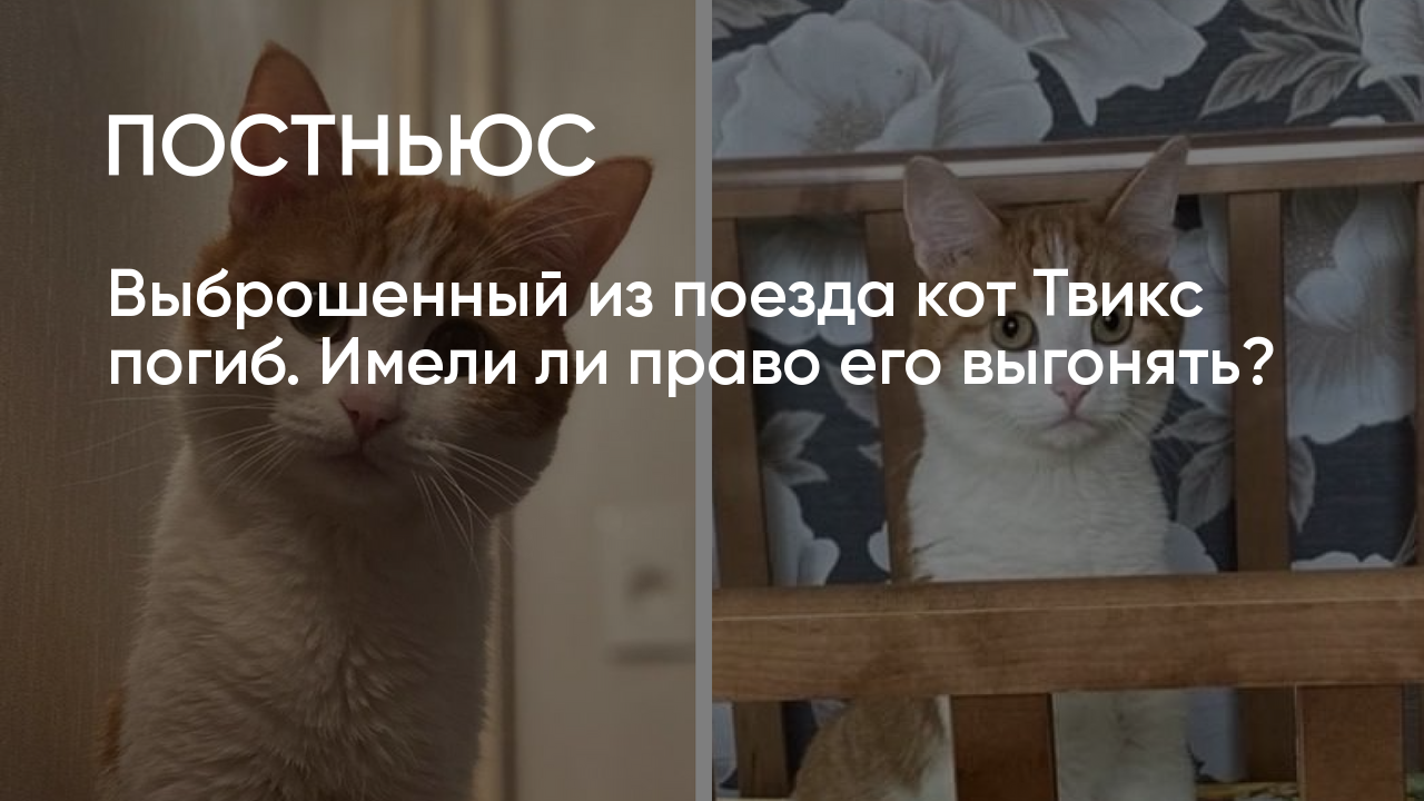 Кот том умирает