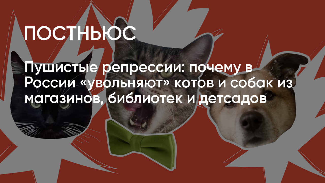 Увольнение котов и собак: почему животных выгоняют из общественных мест,  опасны ли они для человека