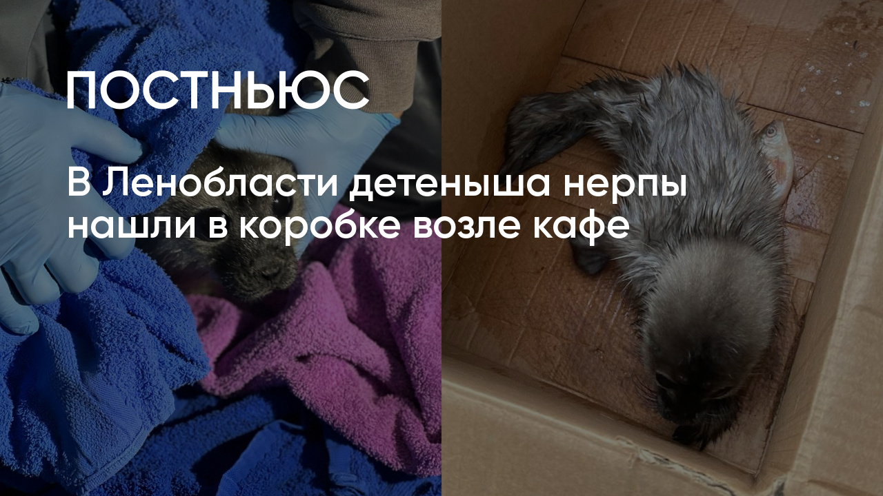 В Ленобласти детеныша нерпы нашли в коробке возле кафе
