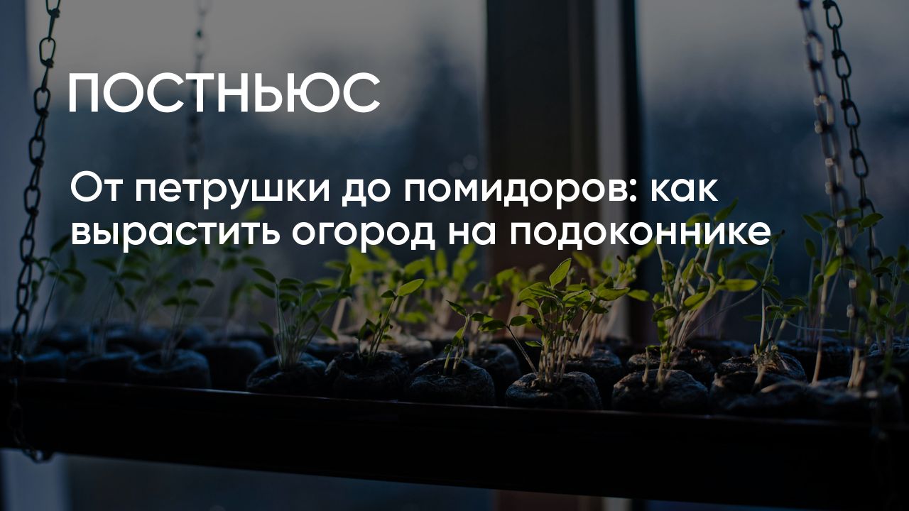 Огород на подоконнике: как выращивать зелень, лук, огурцы и помидоры, что  понадобится для посадки