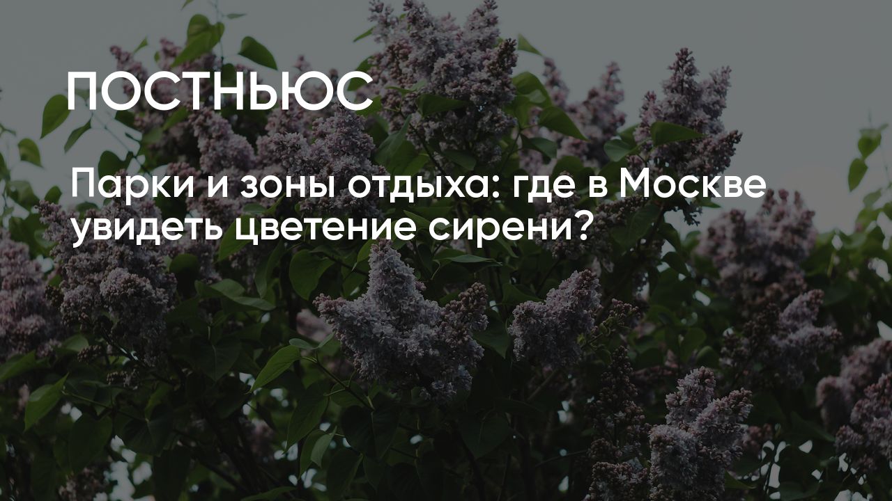 Парки и зоны отдыха: где в Москве увидеть цветение сирени?