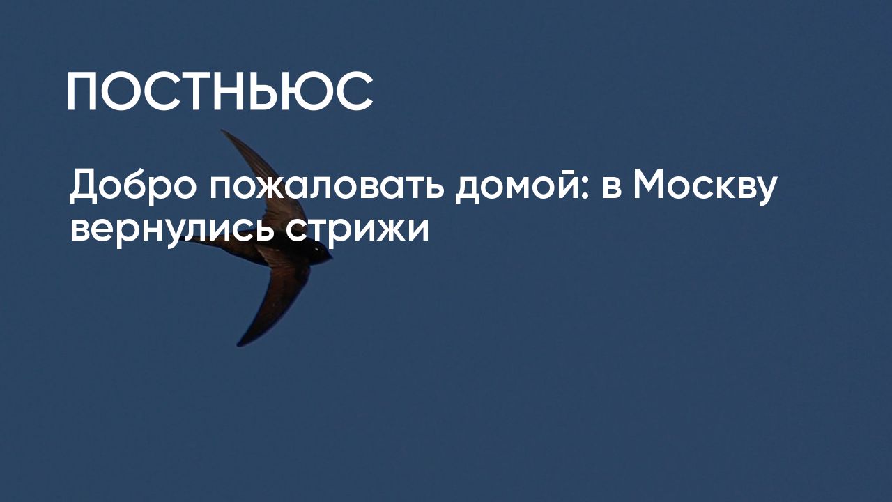 Добро пожаловать домой: в Москву вернулись стрижи