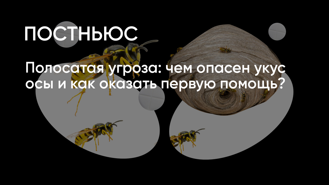 Укус осы: чем опасен, признаки, первая помощь, как снять отек и чем  обработать, последствия