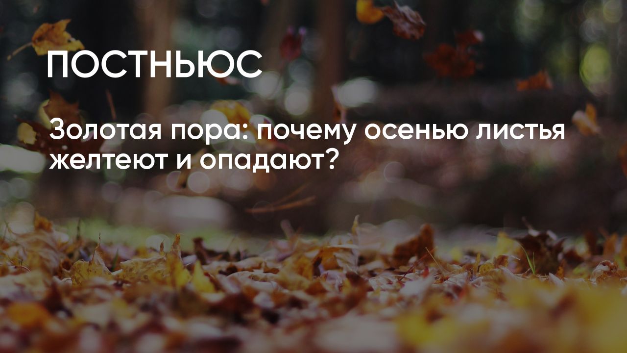 Почему желтеют листья, часто идет дождь, а небо серое и низкое: пояснения основных осенних явлений