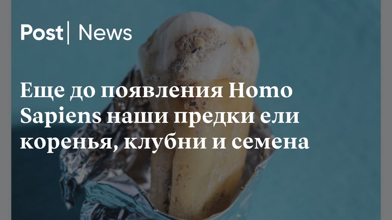 Еще до появления Homo Sapiens наши предки ели коренья, клубни и семена