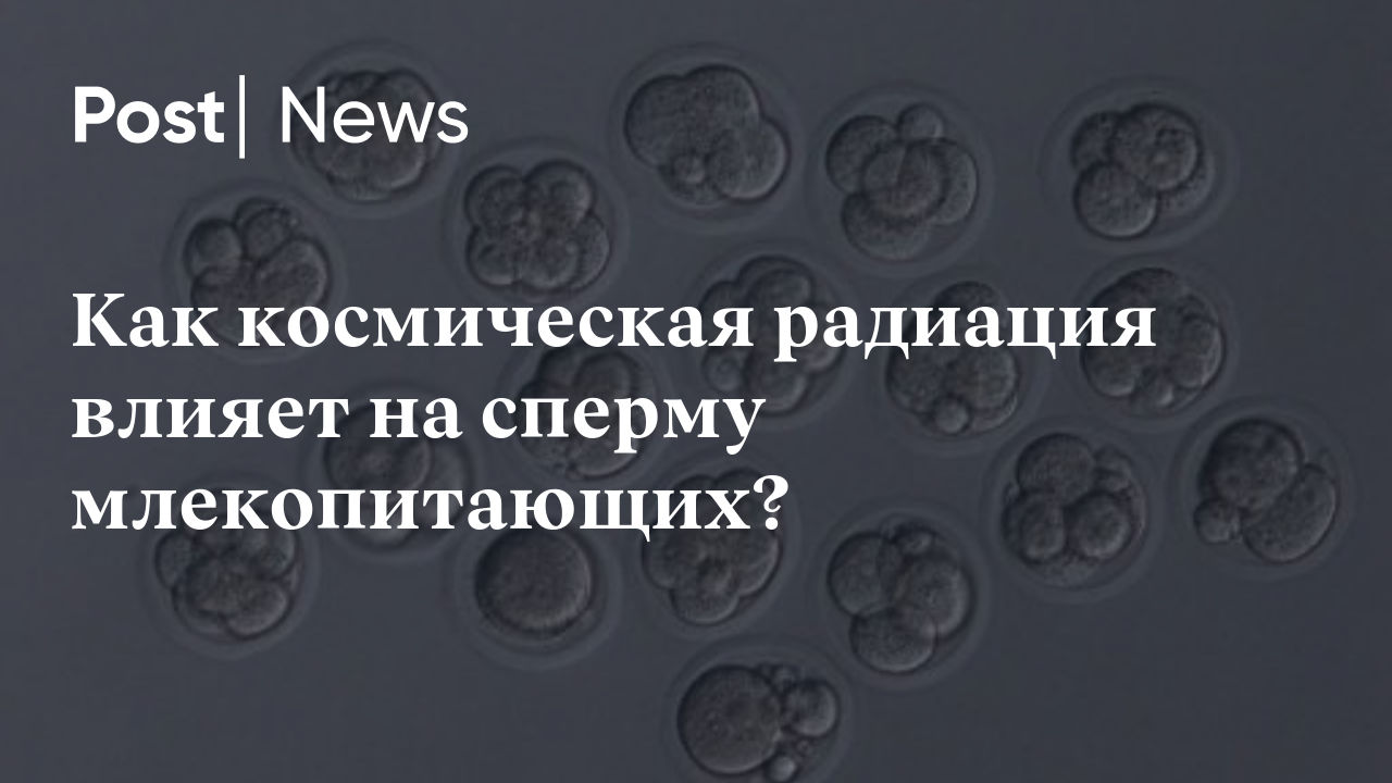 Как космическая радиация влияет на сперму млекопитающих?