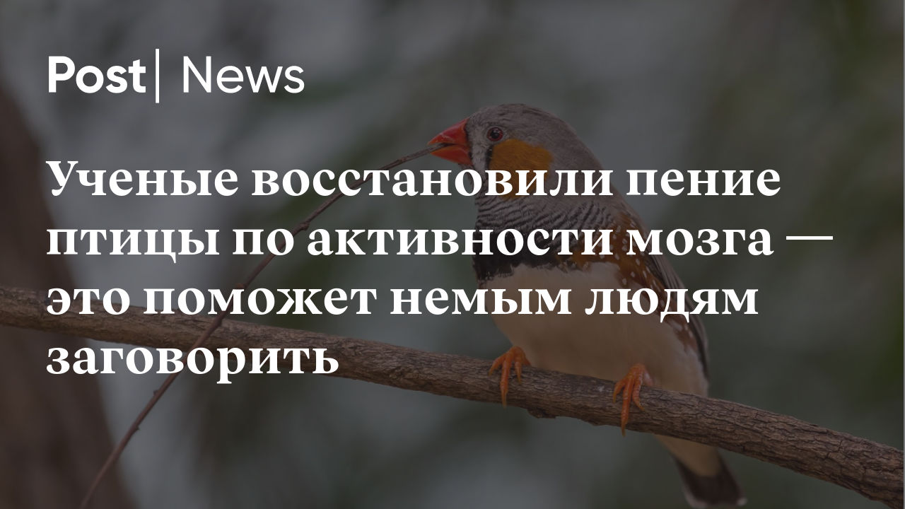 Ученые восстановили пение птицы по активности мозга — это поможет немым  людям заговорить