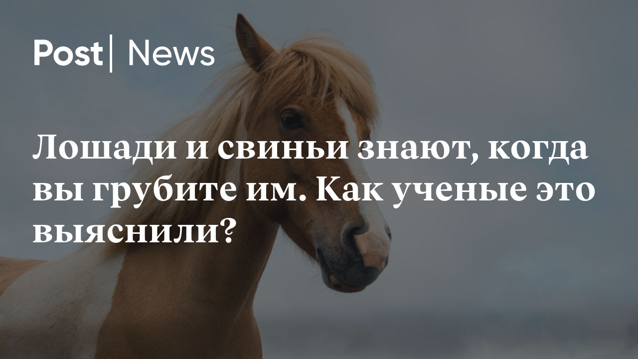 Лошади и свиньи знают, когда вы грубите им. Как ученые это выяснили?