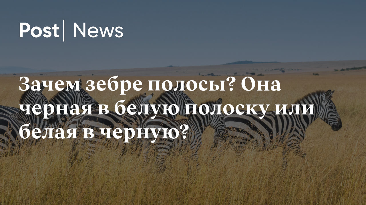 Зачем зебре полосы? Она черная в белую полоску или белая в черную?