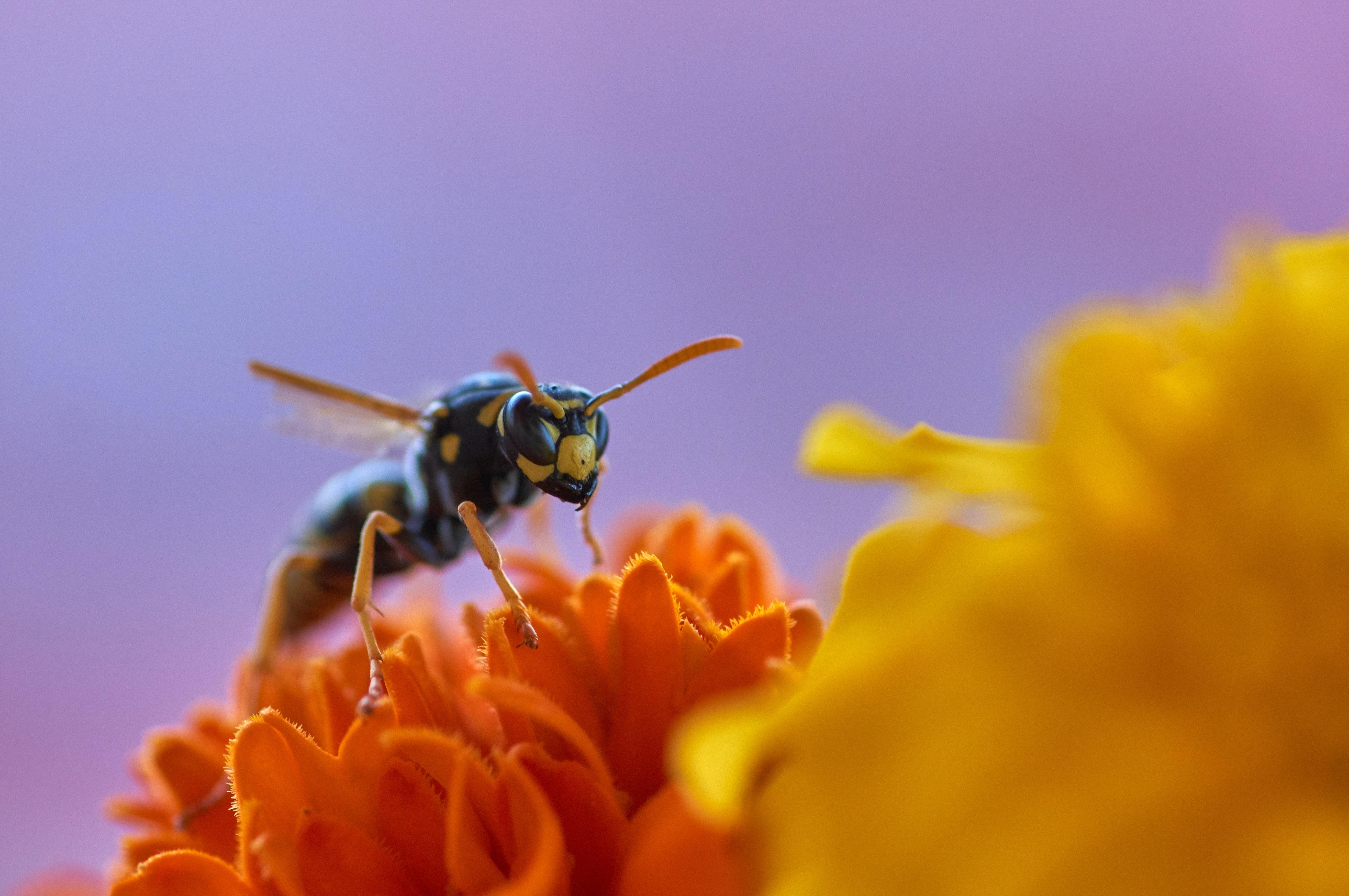Пчела и оса на одном фото