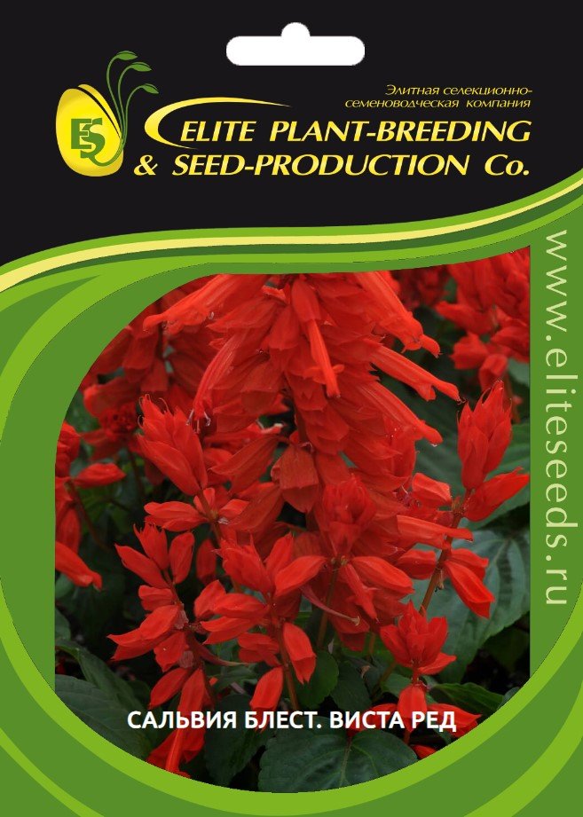 Семена ELITE PLANT-BREEDING & SEED PRODUCTION Co. Сальвия блестящая виста ред 500 шт эс 1026994196