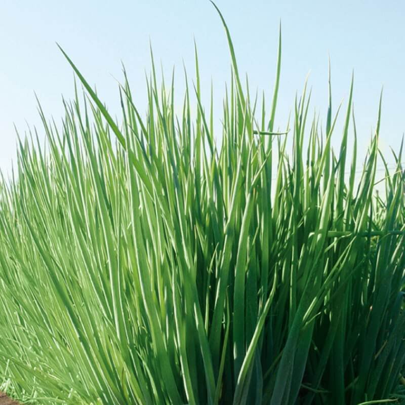 Гульден семена лука батуна (на зелень) 10 г ЭС мини ELITE PLANT-BREEDING & SEED PRODUCTION Co. 1999942735