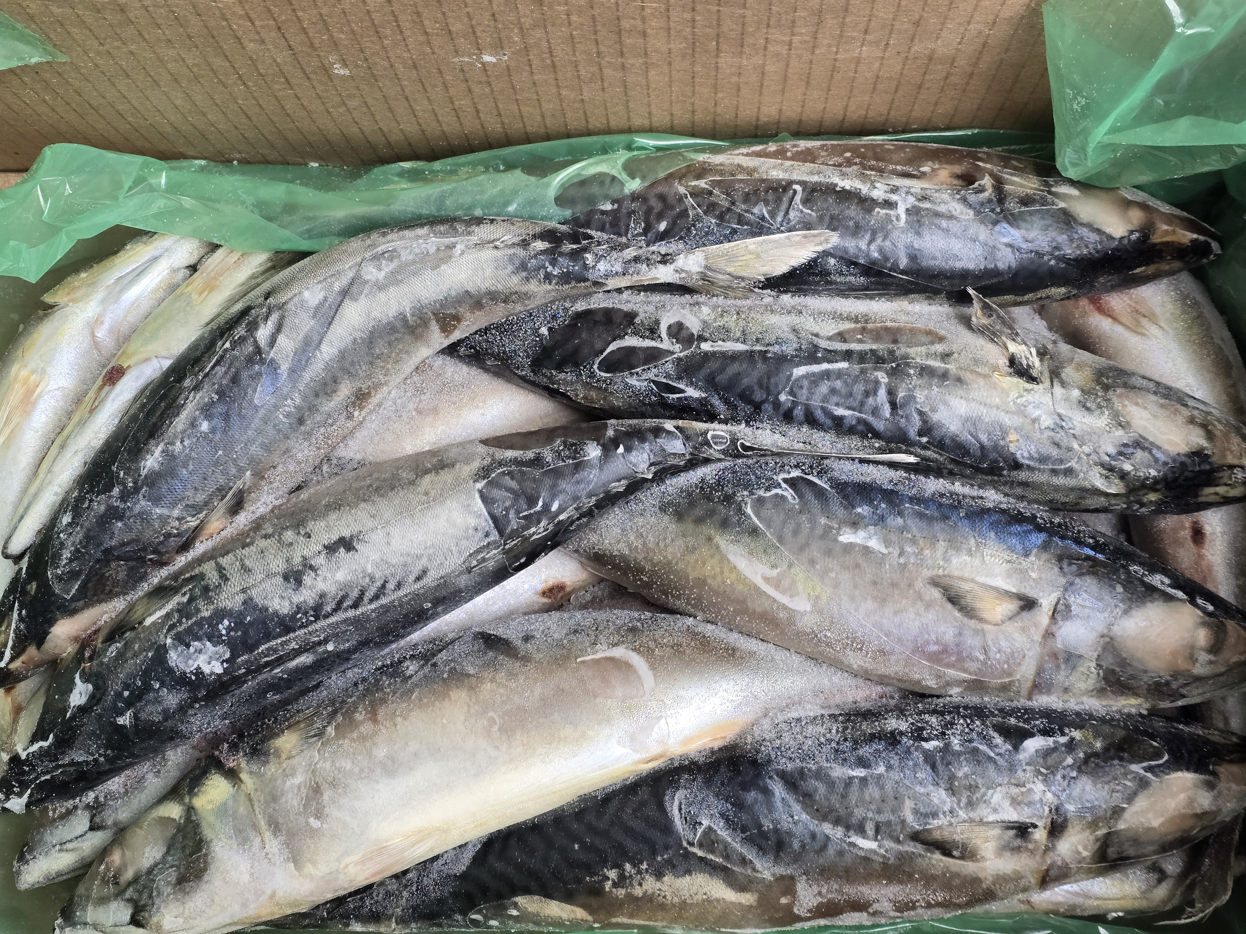 Скумбрия 500+ неразделанная Перу, морская рыба для опта и розницы