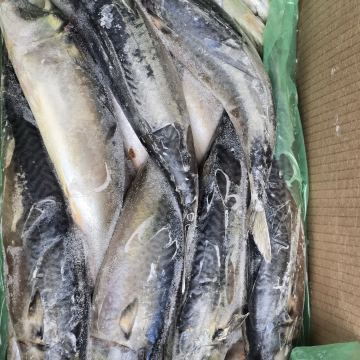 Скумбрия 500+ неразделанная Перу, морская рыба для опта и розницы