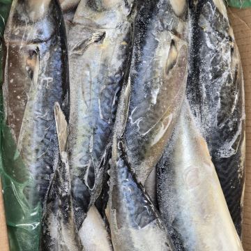 Скумбрия 500+ неразделанная Перу, морская рыба для опта и розницы