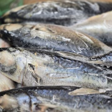 Скумбрия 500+ неразделанная Перу, морская рыба для опта и розницы