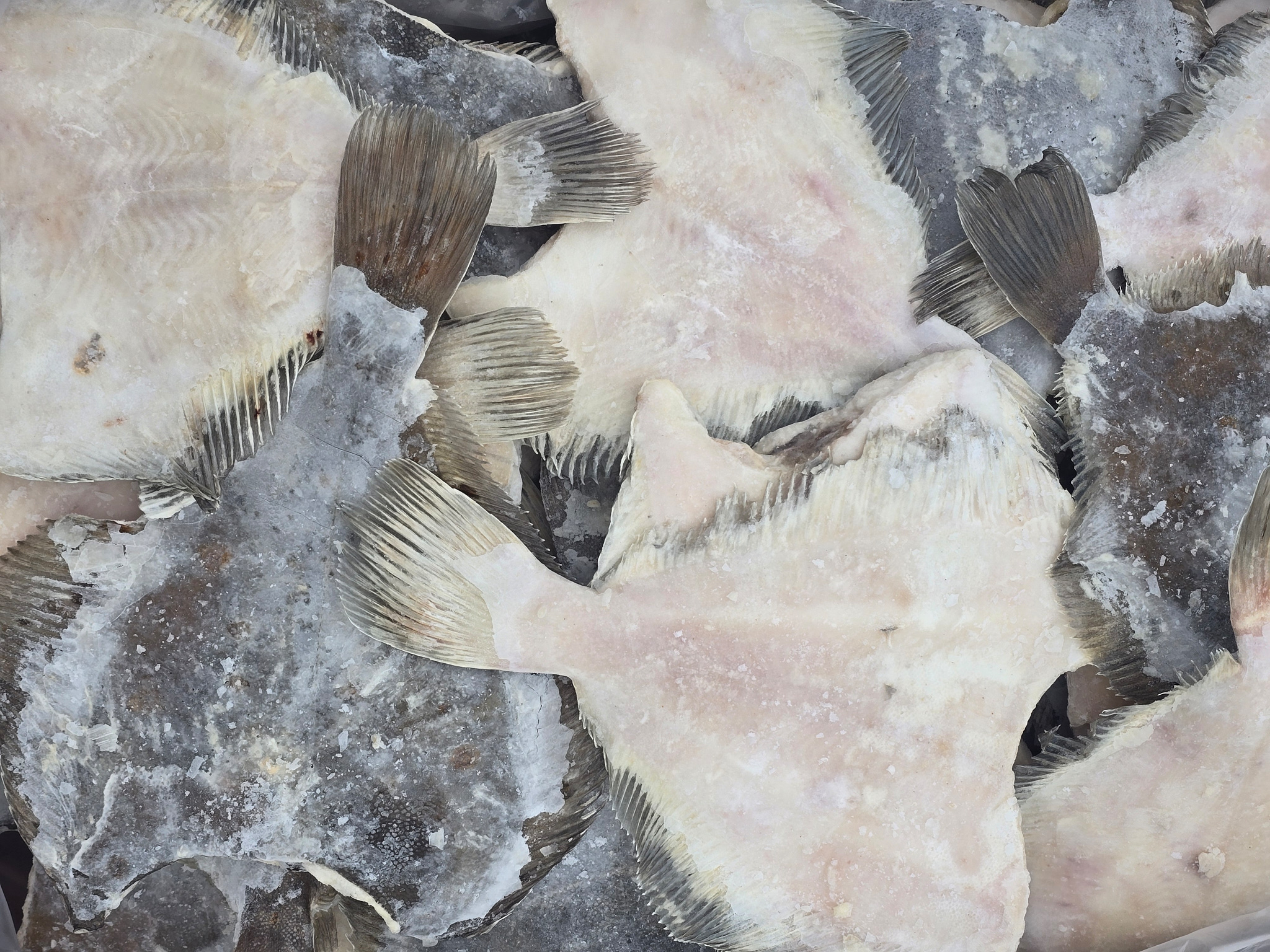 Камбала ПБГ 300- и/з 1/11 Мурманск