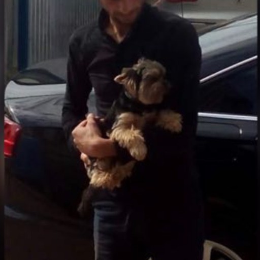 Rob35, Врангель