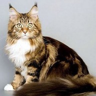 Эд, 46 лет, Богородицк