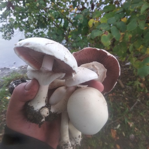 Максим, 32 года, Покровск