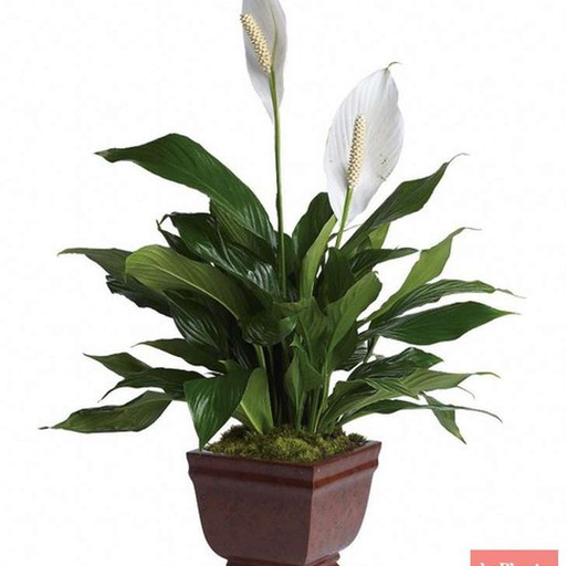 Алëна54, Коченёво