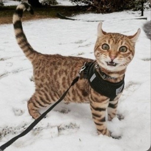 Anton, 31 год, Шарья