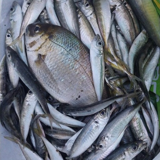 Илья33, Феодосия