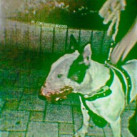 Максим, 28 лет, Кингисепп