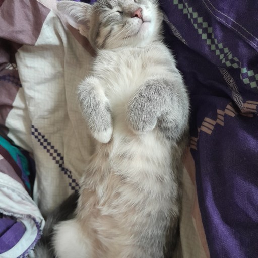 Дмитрий, 27 лет, Клин