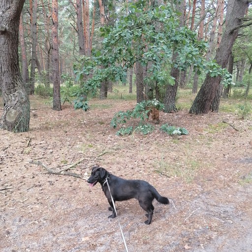 Ирина41, Пружаны