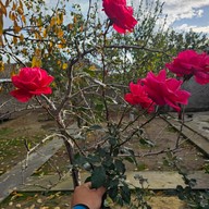 Артур, 33 года, Кисловодск