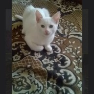 Михаил, 52 года, Пенза