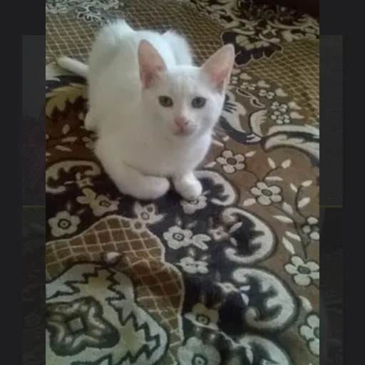 Михаил, 52 года, Пенза