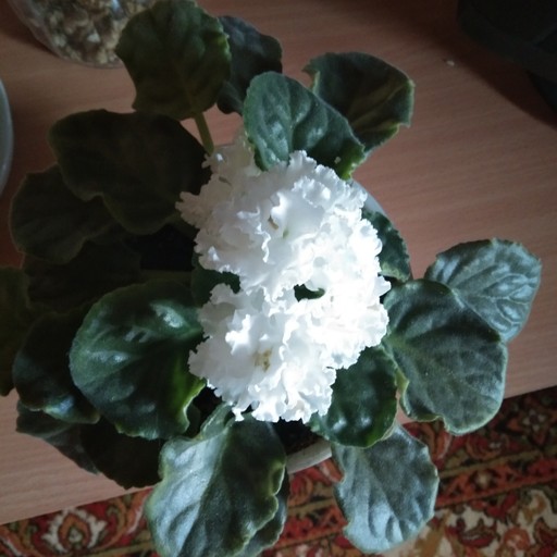 Оксана47, Рыбинск