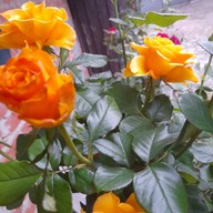 Лена, 45 лет, Киев