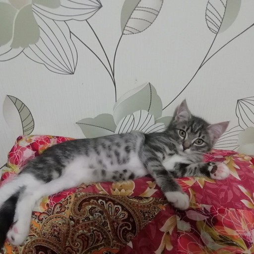 Дмитрий49, Могилёв