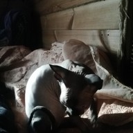 Максс, 53 года, Покров